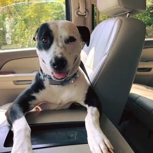 Meet your Posher, Joel